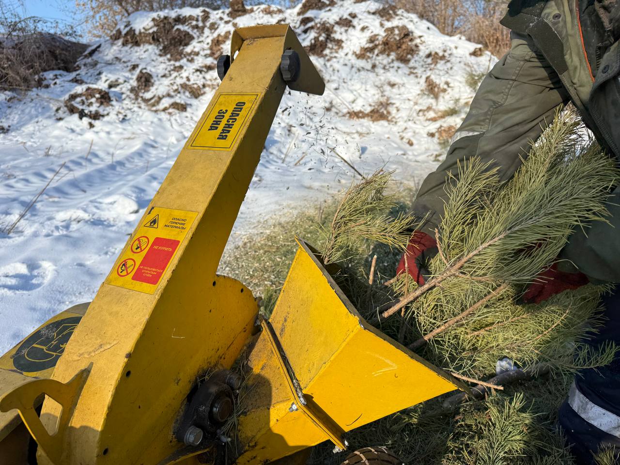 В Белогорске начали переработку бывших новогодних елок